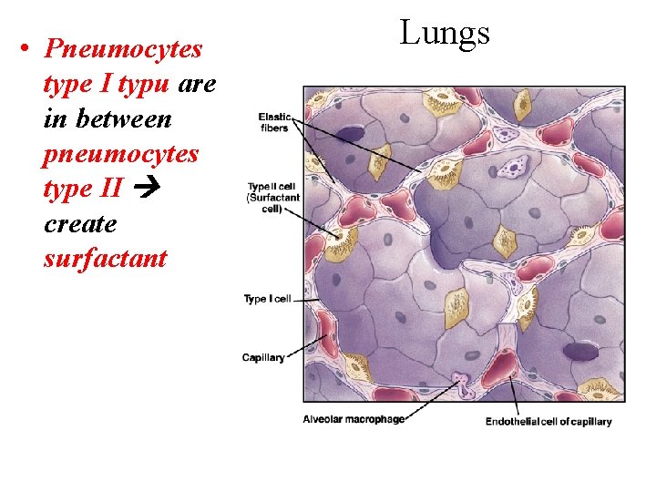  • Pneumocytes type I typu are in between pneumocytes type II create surfactant