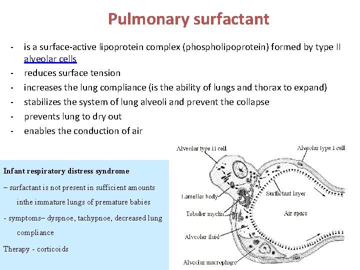 Pulmonary surfactant - is a surface-active lipoprotein complex (phospholipoprotein) formed by type II alveolar