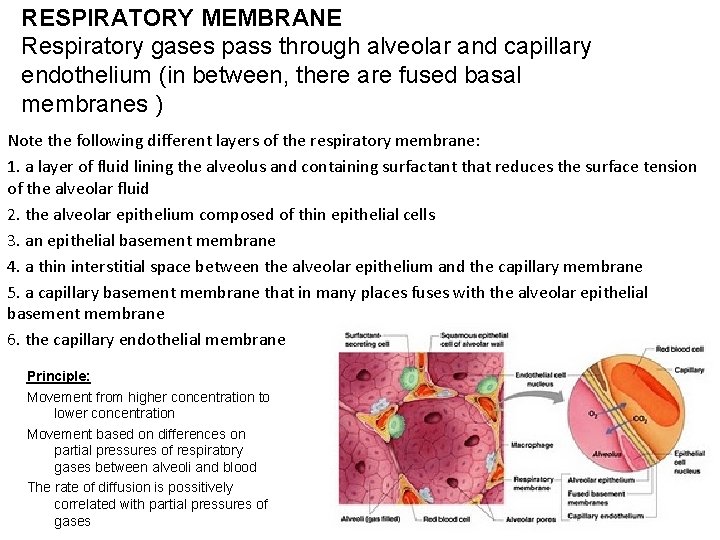 RESPIRATORY MEMBRANE Respiratory gases pass through alveolar and capillary endothelium (in between, there are