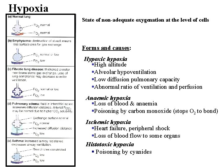 Hypoxia State of non-adequate oxygenation at the level of cells Forms and causes: Hypoxic