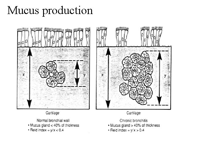 Mucus production 