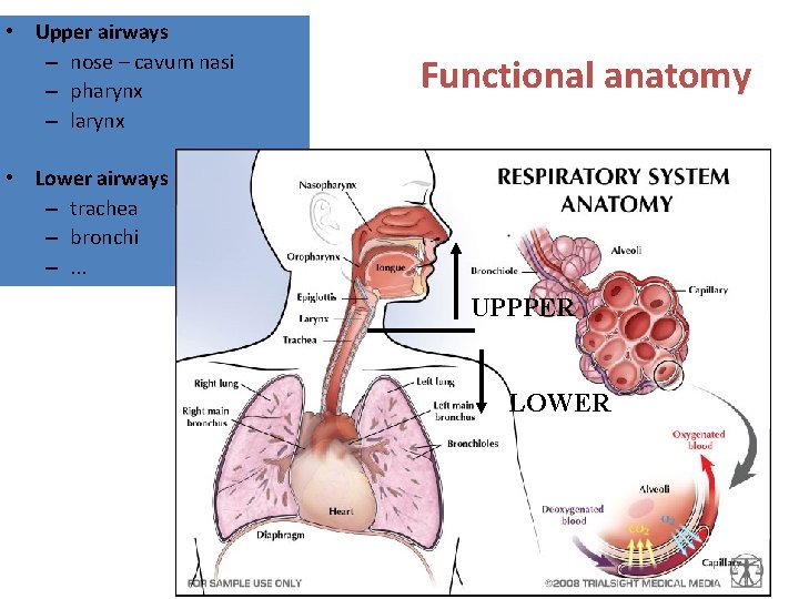  • Upper airways – nose – cavum nasi – pharynx – larynx Functional