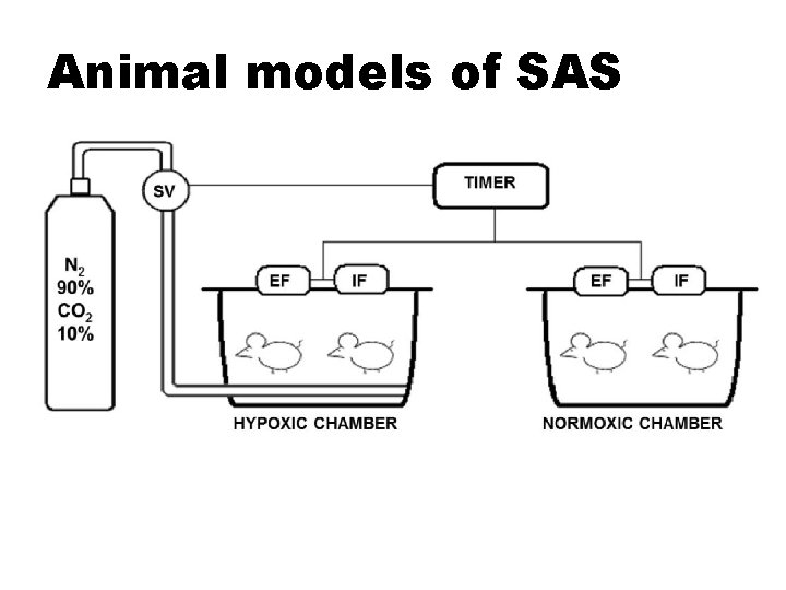 Animal models of SAS 