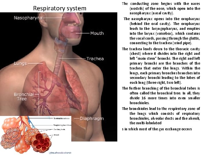 Respiratory system The conducting zone begins with the nares (nostrils) of the nose, which