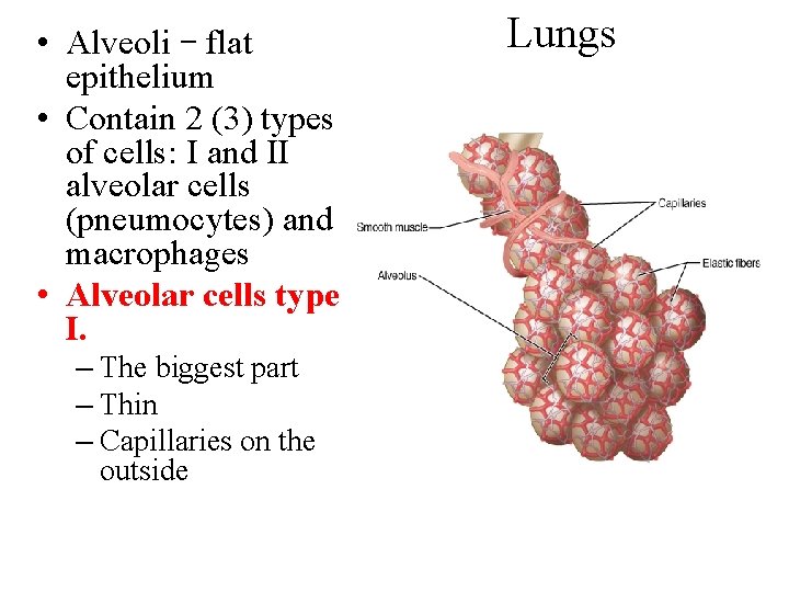  • Alveoli – flat epithelium • Contain 2 (3) types of cells: I