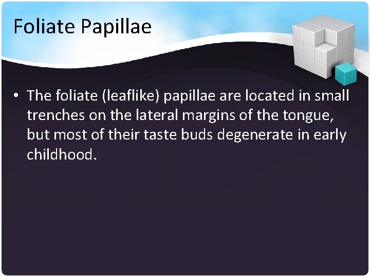 Foliate Papillae • The foliate (leaflike) papillae are located in small trenches on the