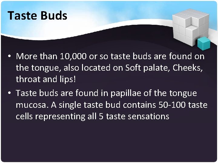 Taste Buds • More than 10, 000 or so taste buds are found on