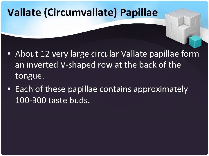 Vallate (Circumvallate) Papillae • About 12 very large circular Vallate papillae form an inverted