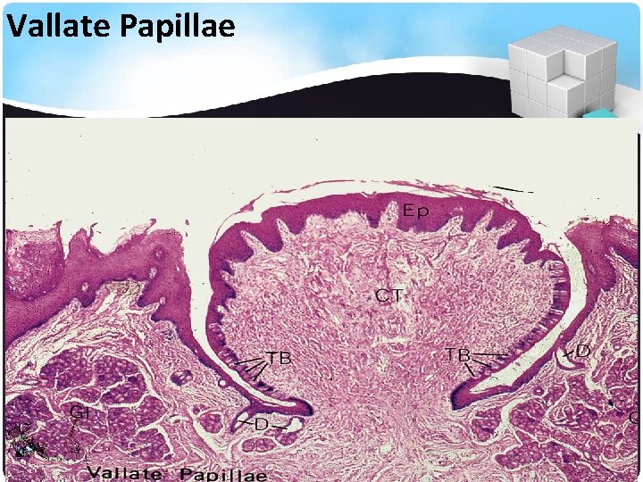 Vallate Papillae 