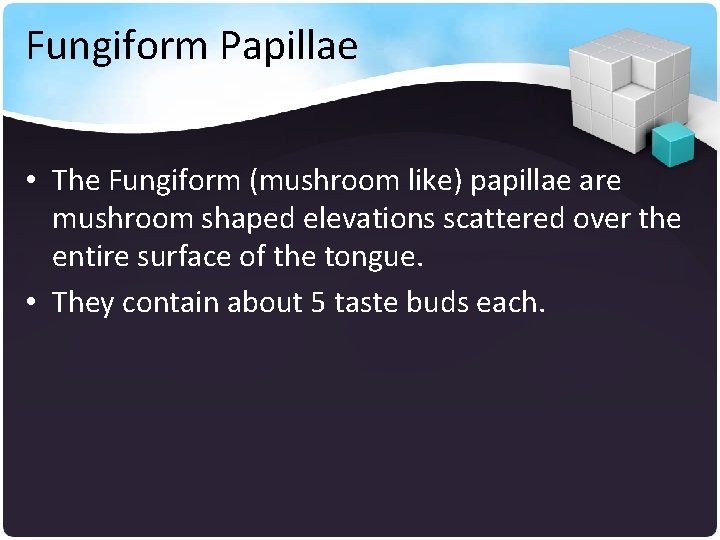 Fungiform Papillae • The Fungiform (mushroom like) papillae are mushroom shaped elevations scattered over