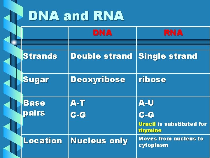 DNA and RNA DNA RNA Strands Double strand Single strand Sugar Deoxyribose Base pairs