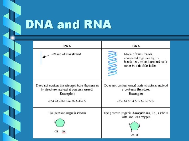 DNA and RNA 