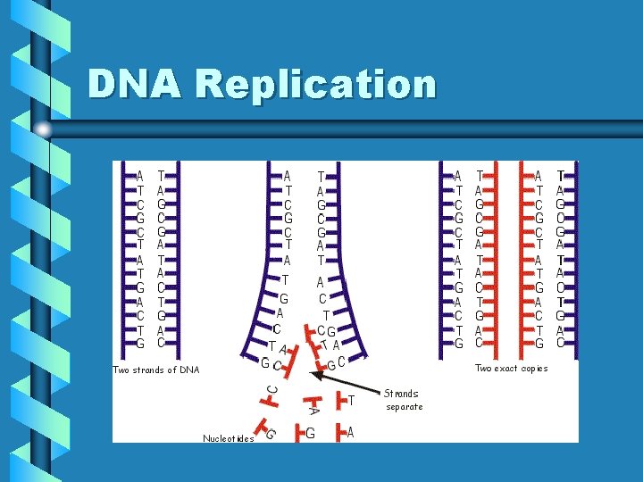 DNA Replication 