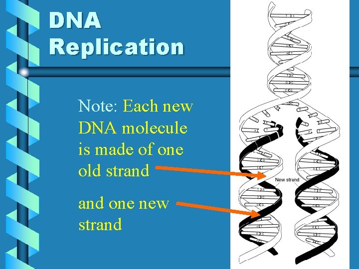 DNA Replication Note: Each new DNA molecule is made of one old strand one