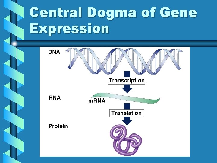 Central Dogma of Gene Expression 
