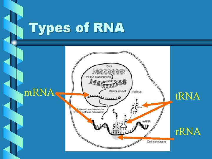 Types of RNA m. RNA t. RNA r. RNA 