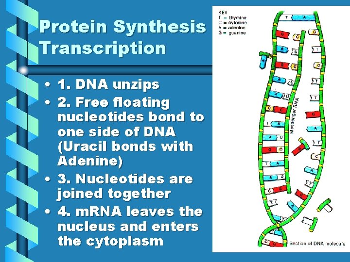 Protein Synthesis Transcription • 1. DNA unzips • 2. Free floating nucleotides bond to