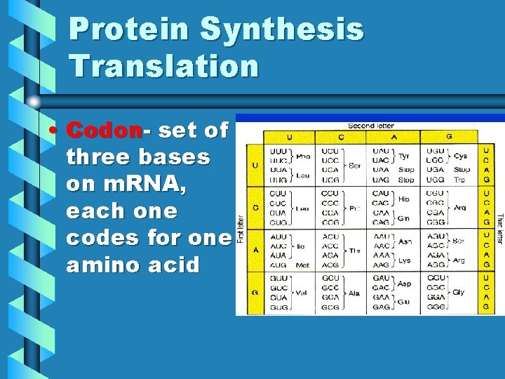 Protein Synthesis Translation • Codon- set of three bases on m. RNA, each one