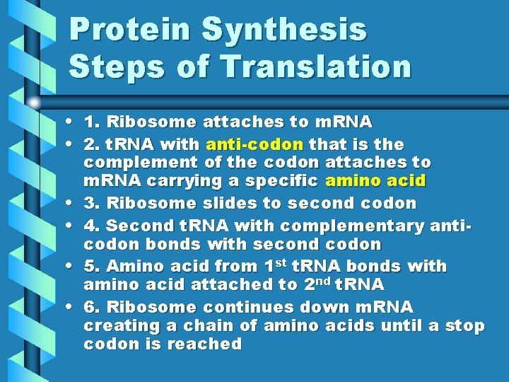 Protein Synthesis Steps of Translation • • • 1. Ribosome attaches to m. RNA