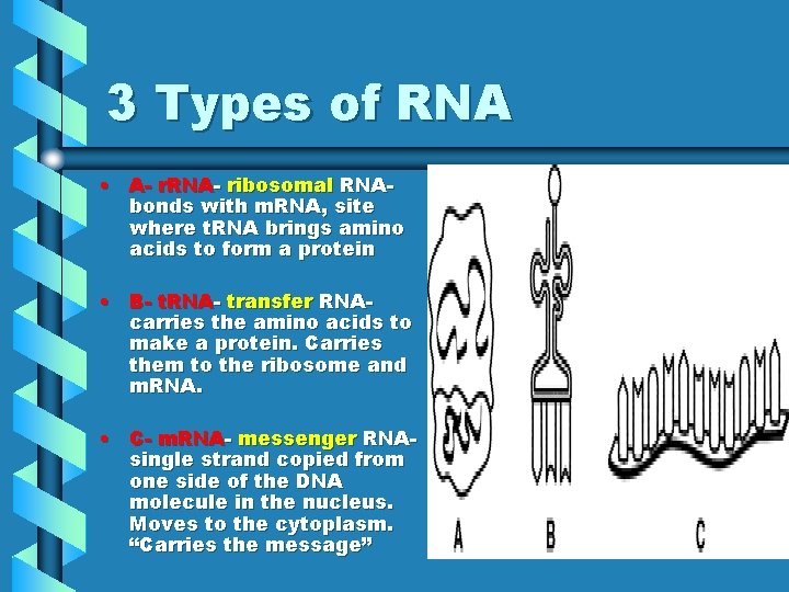 3 Types of RNA • A- r. RNA- ribosomal RNAbonds with m. RNA, site