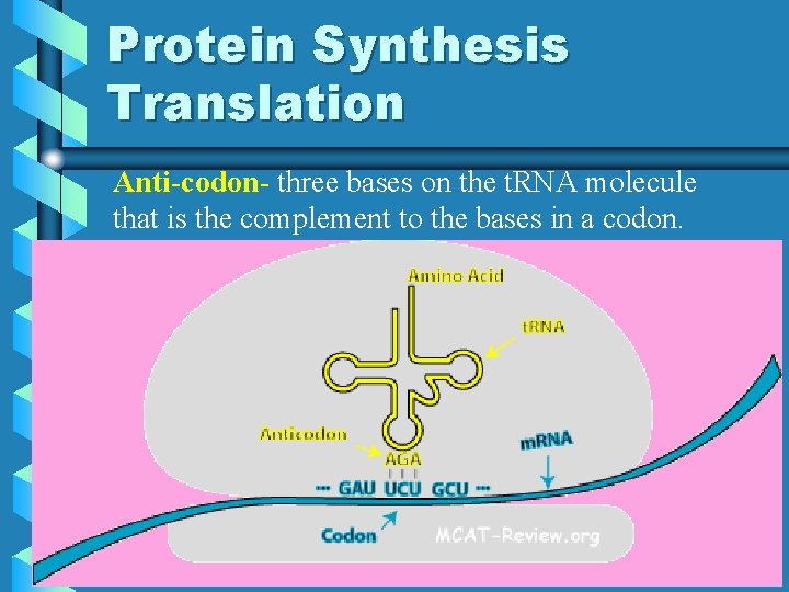 Protein Synthesis Translation Anti-codon- three bases on the t. RNA molecule that is the