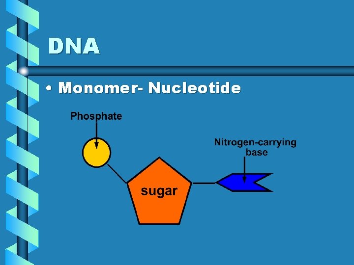 DNA • Monomer- Nucleotide 