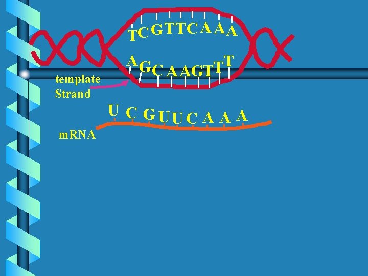 TC G TTC A AA template Strand AG T T C AAGT U C