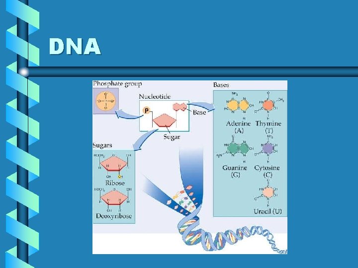 DNA 