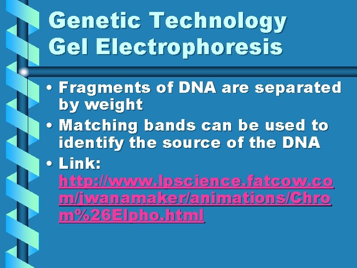Genetic Technology Gel Electrophoresis • Fragments of DNA are separated by weight • Matching