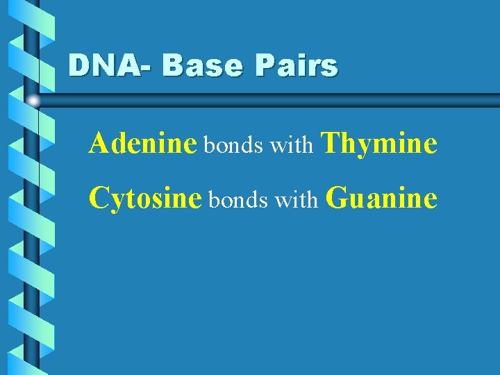 DNA- Base Pairs Adenine bonds with Thymine Cytosine bonds with Guanine 