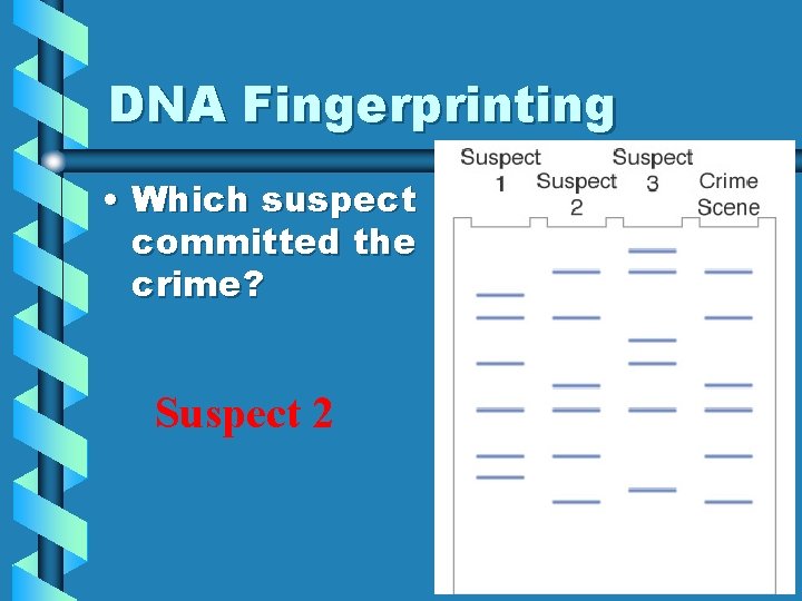 DNA Fingerprinting • Which suspect committed the crime? Suspect 2 