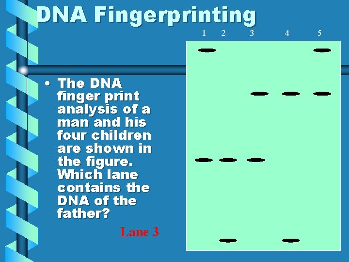 DNA Fingerprinting 1 • The DNA finger print analysis of a man and his
