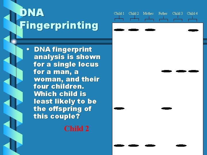 DNA Fingerprinting • DNA fingerprint analysis is shown for a single locus for a