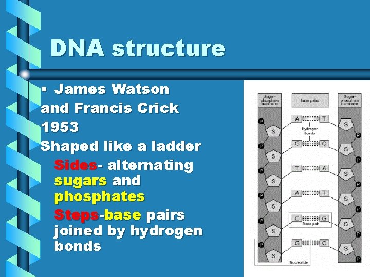 DNA structure • James Watson and Francis Crick 1953 Shaped like a ladder Sides-