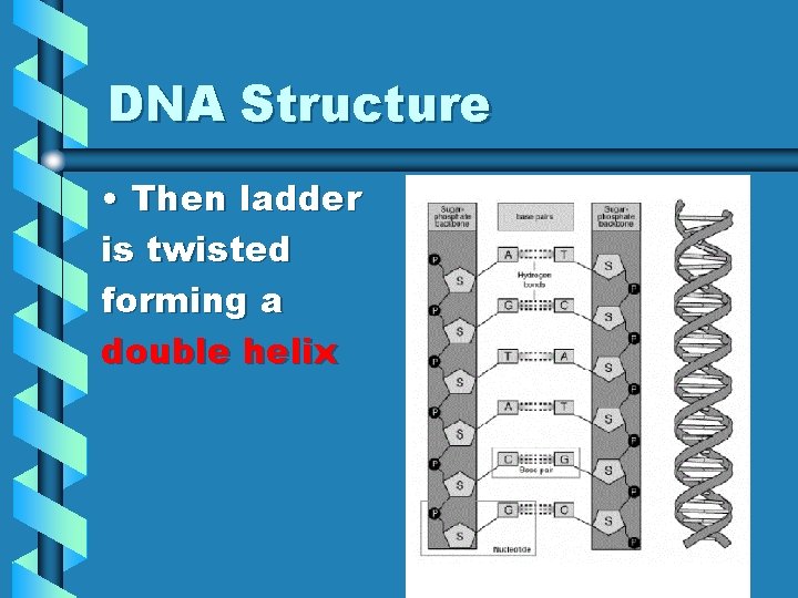 DNA Structure • Then ladder is twisted forming a double helix 