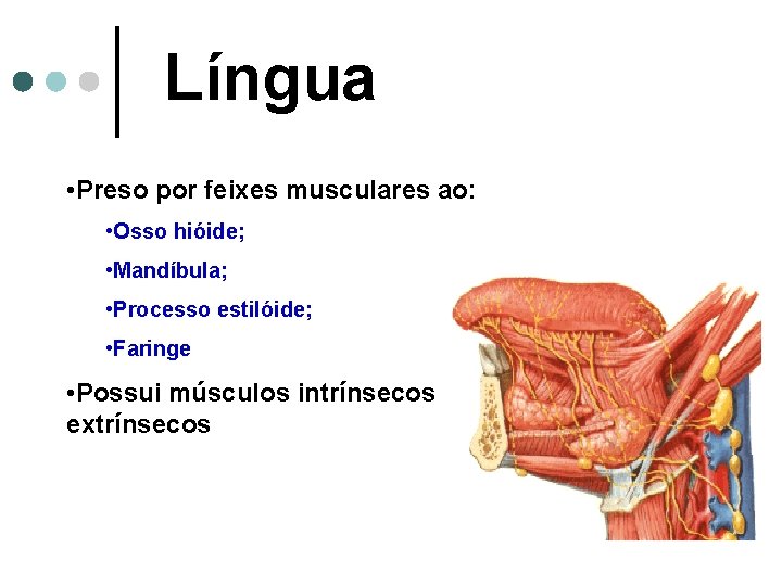 Língua • Preso por feixes musculares ao: • Osso hióide; • Mandíbula; • Processo