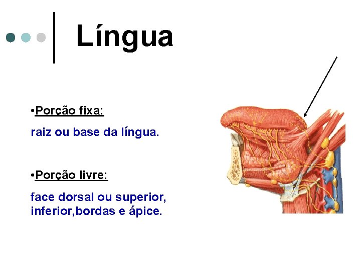 Língua • Porção fixa: raiz ou base da língua. • Porção livre: face dorsal