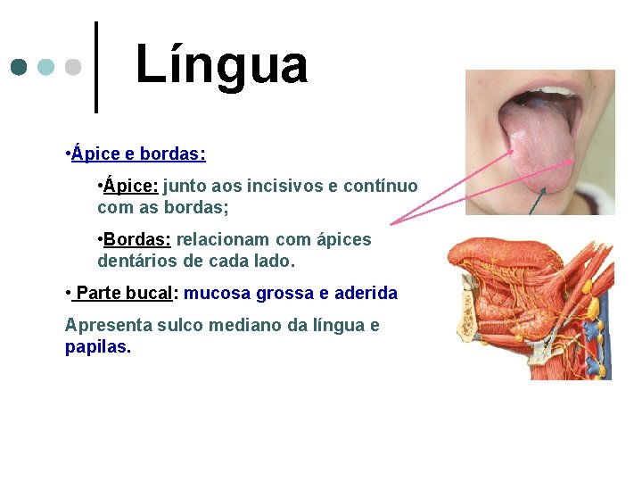 Língua • Ápice e bordas: • Ápice: junto aos incisivos e contínuo com as