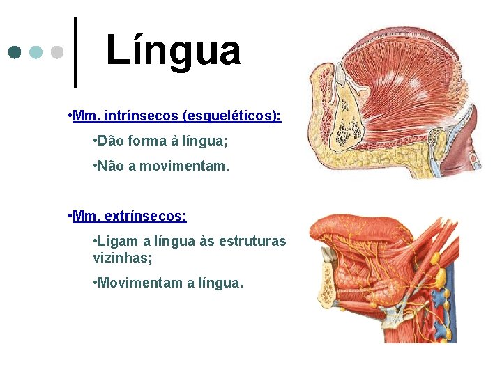 Língua • Mm. intrínsecos (esqueléticos): • Dão forma à língua; • Não a movimentam.