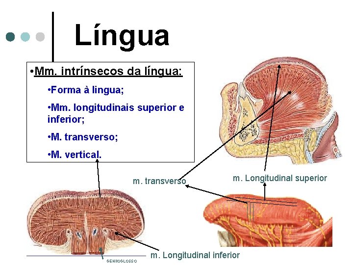 Língua • Mm. intrínsecos da língua: • Forma à lingua; • Mm. longitudinais superior