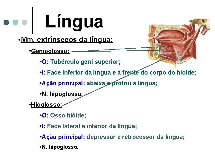 Língua • Mm. extrínsecos da língua: • Genioglosso: • O: Tubérculo geni superior; •