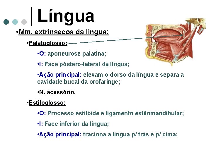 Língua • Mm. extrínsecos da língua: • Palatoglosso: • O: aponeurose palatina; • I: