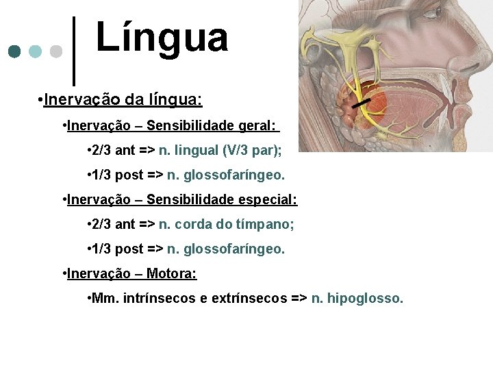Língua • Inervação da língua: • Inervação – Sensibilidade geral: • 2/3 ant =>
