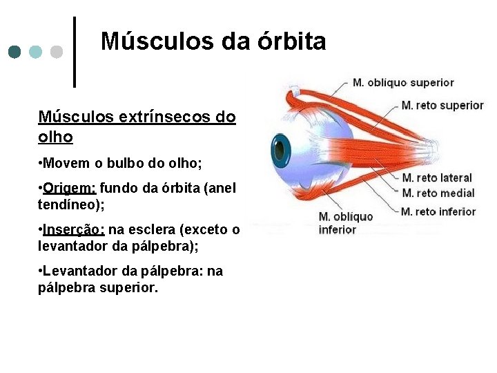 Músculos da órbita Músculos extrínsecos do olho • Movem o bulbo do olho; •