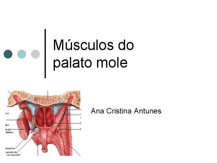 Músculos do palato mole Ana Cristina Antunes 