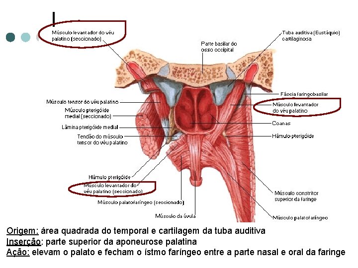 Origem: área quadrada do temporal e cartilagem da tuba auditiva Inserção: parte superior da