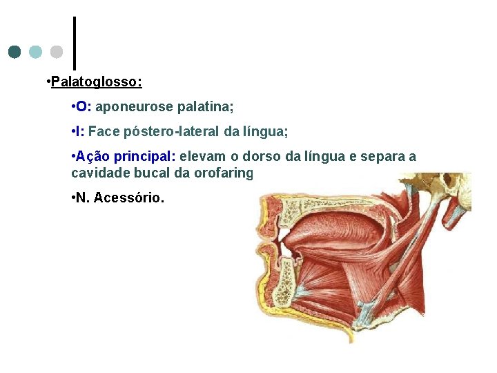  • Palatoglosso: • O: aponeurose palatina; • I: Face póstero-lateral da língua; •