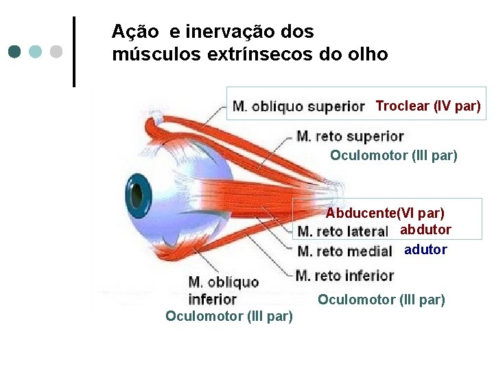 Ação e inervação dos músculos extrínsecos do olho Troclear (IV par) Oculomotor (III par)