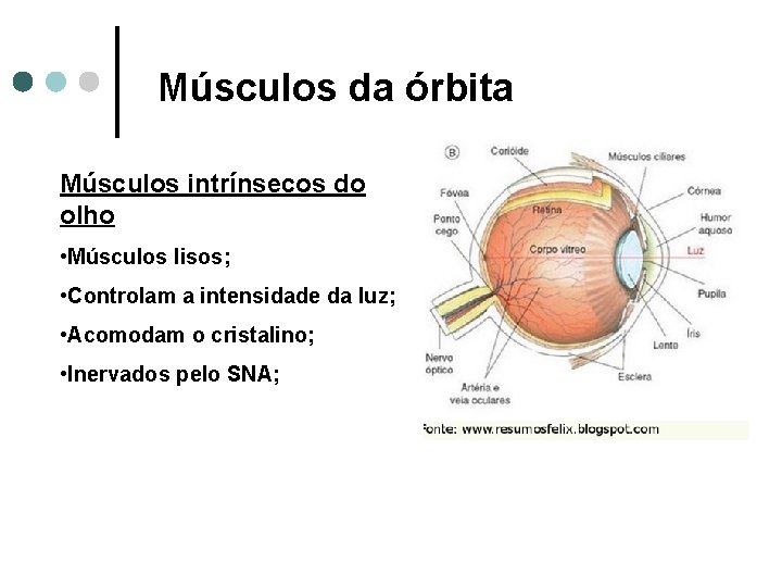 Músculos da órbita Músculos intrínsecos do olho • Músculos lisos; • Controlam a intensidade