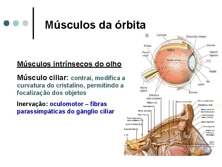 Músculos da órbita Músculos intrínsecos do olho Músculo ciliar: contrai, modifica a curvatura do